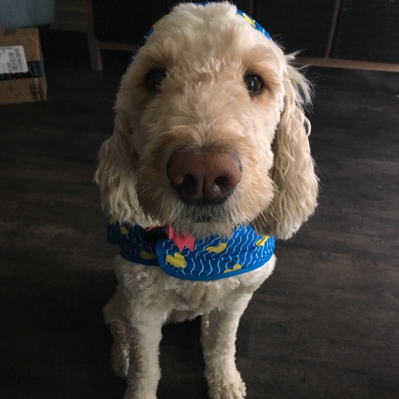 Meet your Posher, Annika - Picture 1 of 1